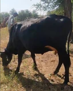 Cow - पहला ब्यात