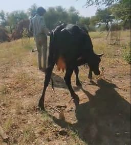 Cow - पहला ब्यात