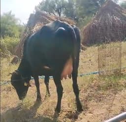 Cow - पहला ब्यात