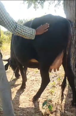 Cow - पहला ब्यात
