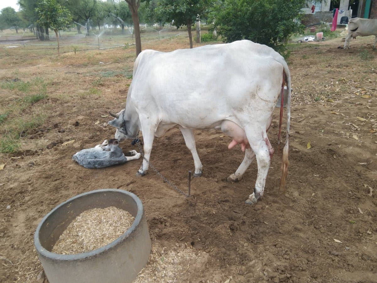 Desi cow - तीसरा ब्यात - 16L लीटर/दिन