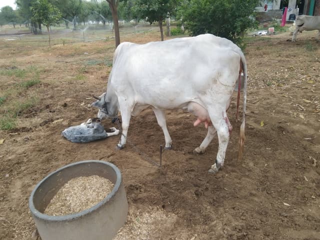 Desi cow - तीसरा ब्यात - 16L लीटर/दिन