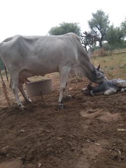 Desi cow - तीसरा ब्यात - 16L लीटर/दिन