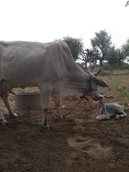 Desi cow - तीसरा ब्यात - 16L लीटर/दिन