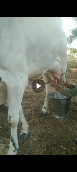 Desi cow - तीसरा ब्यात - 16L लीटर/दिन