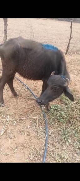 भैंस (Buffalo) - मुर्रा क्रॉस - ब्याही नहीं ब्यात - 0L लीटर/दिन