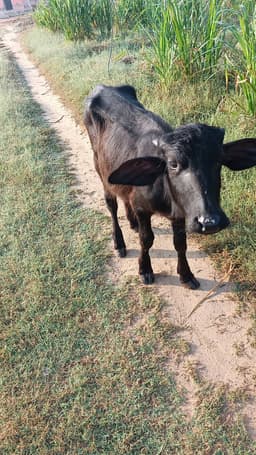 भैंस (Buffalo) - मुर्रा क्रॉस - ब्याही नहीं ब्यात - 0L लीटर/दिन