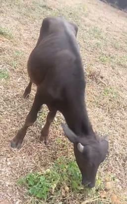 भैंस (Buffalo) - मुर्रा क्रॉस - ब्याही नहीं ब्यात - 0L लीटर/दिन