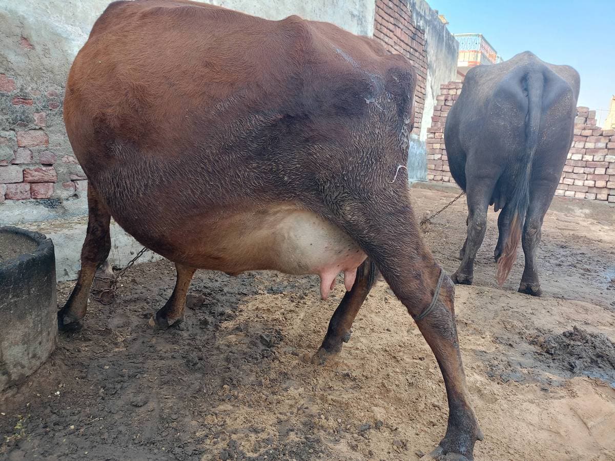 Cow - पहला ब्यात - 10L लीटर/दिन