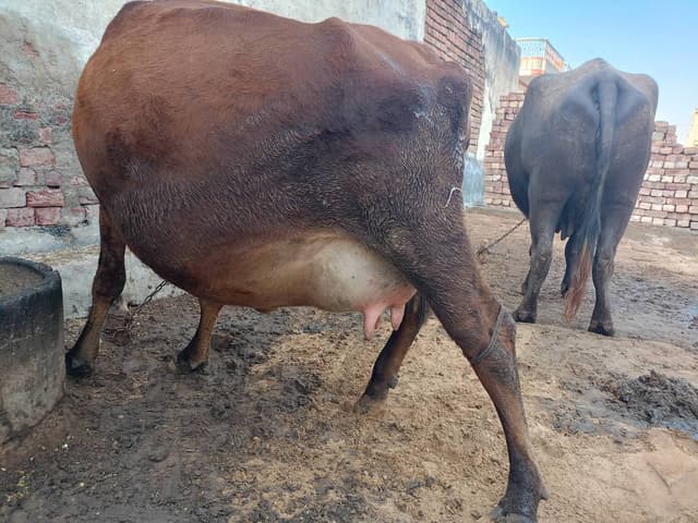 Cow - पहला ब्यात - 10L लीटर/दिन