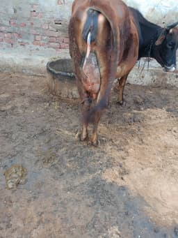 Cow - पहला ब्यात - 10L लीटर/दिन