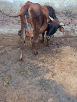 Cow - पहला ब्यात - 10L लीटर/दिन