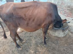 Cow - पहला ब्यात - 10L लीटर/दिन