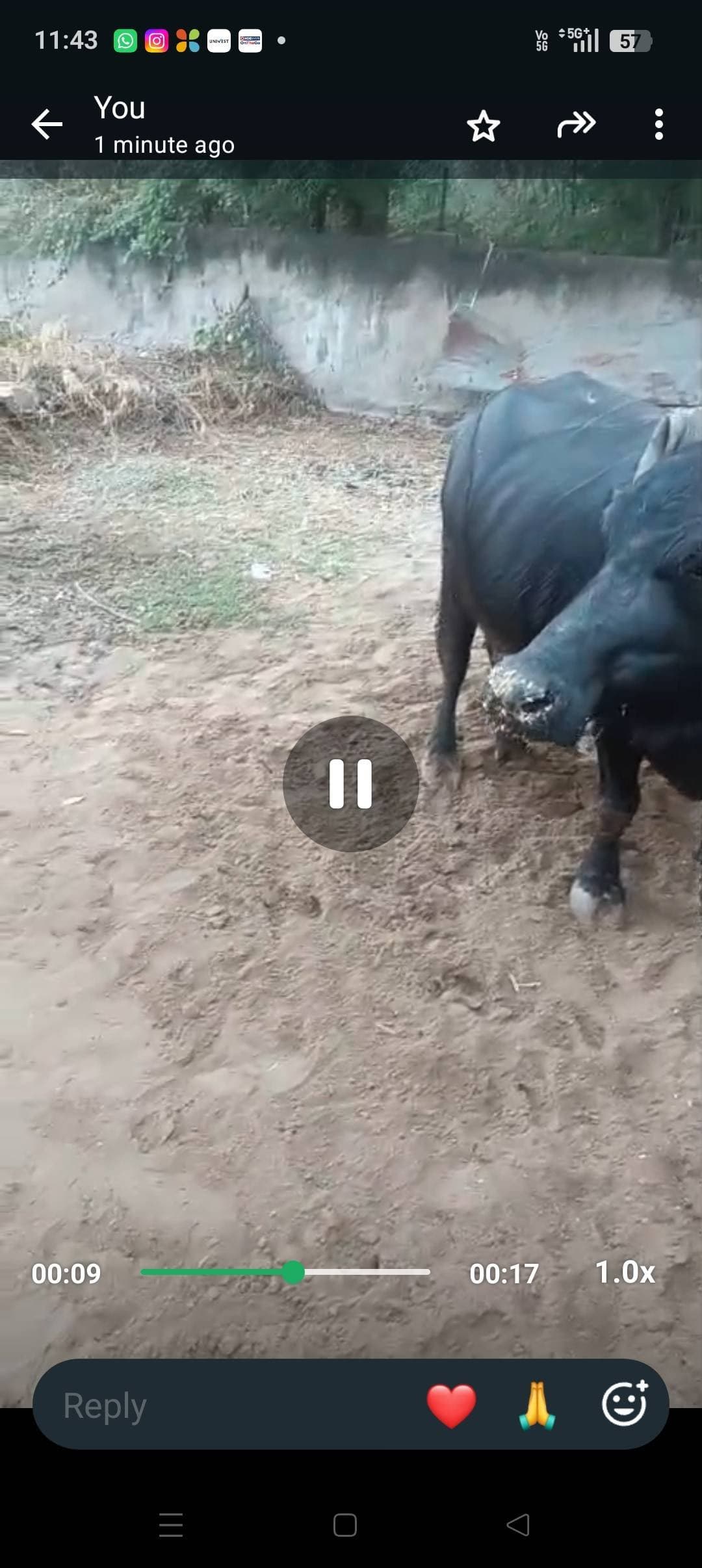 Buffaloes - Haryanvi - तीसरा ब्यात - 11L लीटर/दिन