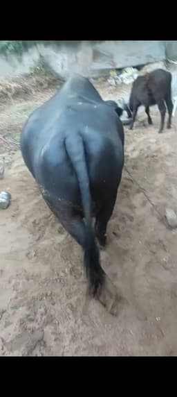 Buffaloes - Haryanvi - तीसरा ब्यात - 11L लीटर/दिन