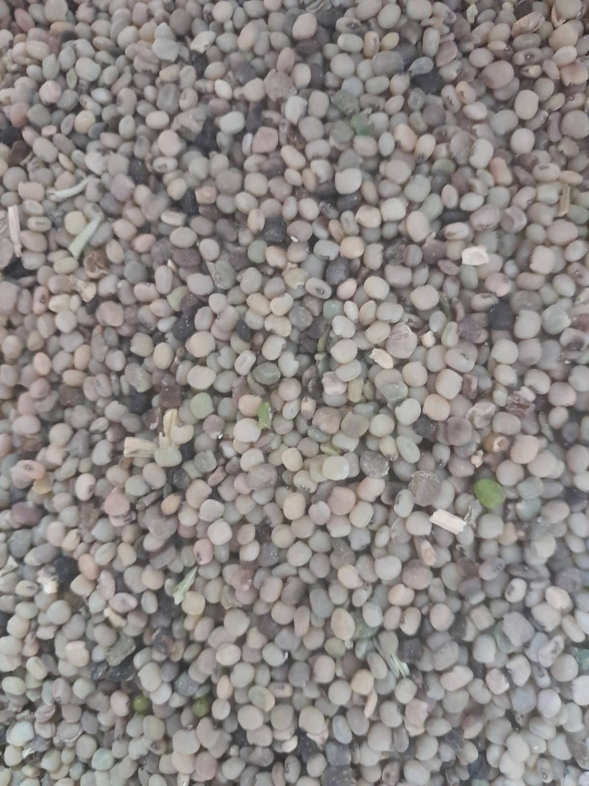 ग्वार (Cluster Bean)