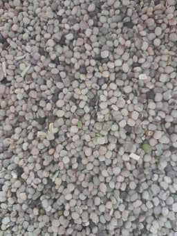 ग्वार (Cluster Bean)