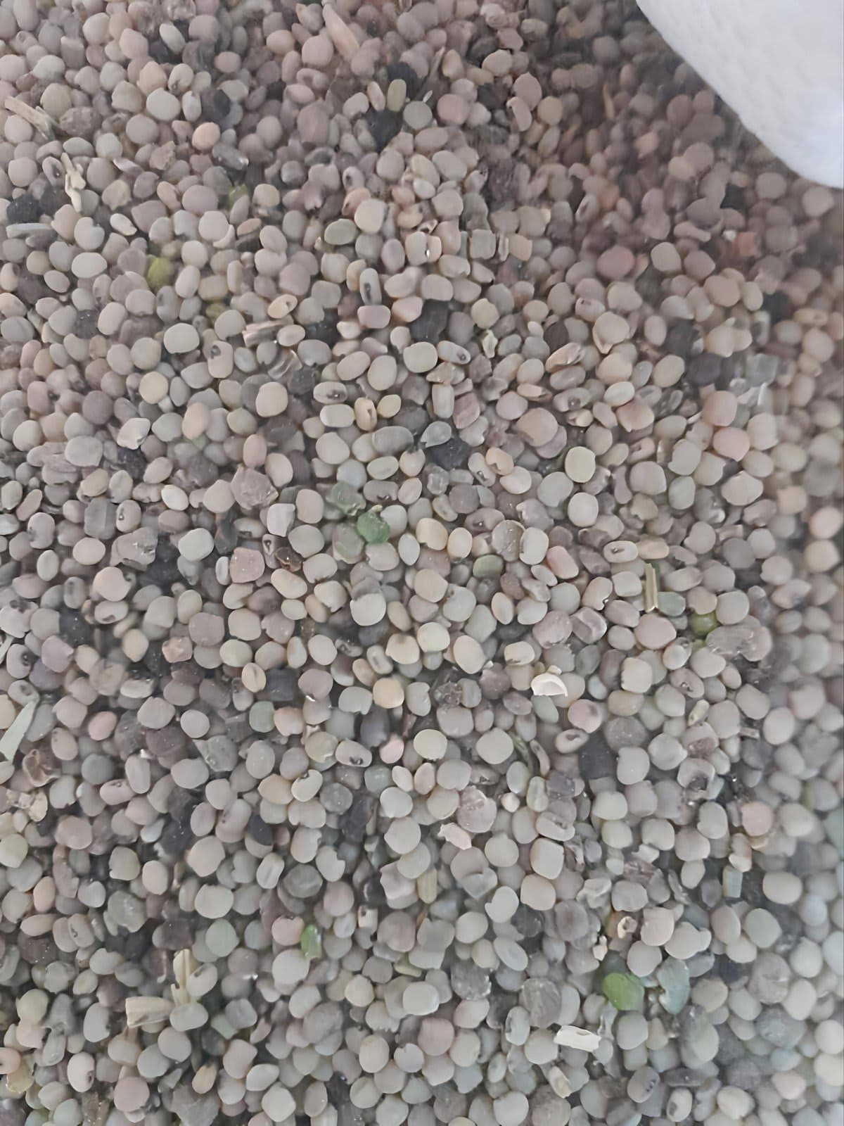 ग्वार (Cluster Bean)