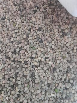 ग्वार (Cluster Bean)