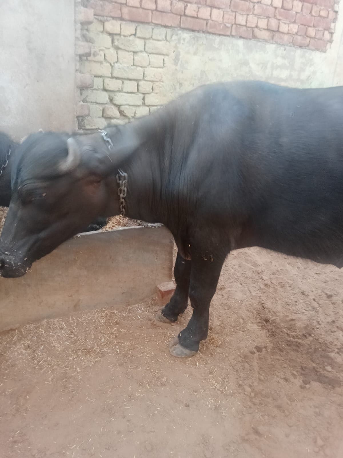 Jhota