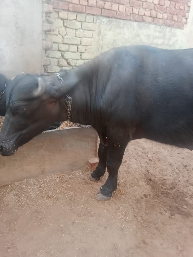 Jhota