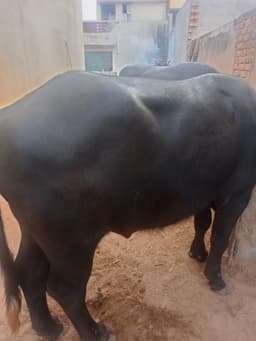Jhota