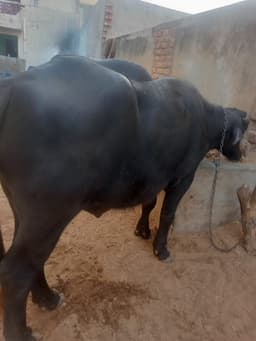Jhota