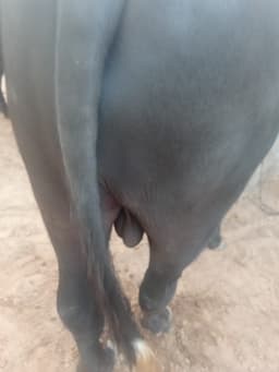 Jhota