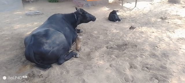 भैंस (Buffalo) - मुर्रा - दूसरा ब्यात - 10L लीटर/दिन