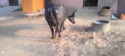भैंस (Buffalo) - मुर्रा - दूसरा ब्यात - 10L लीटर/दिन