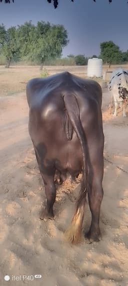 भैंस (Buffalo) - मुर्रा - दूसरा ब्यात - 10L लीटर/दिन