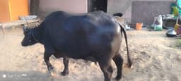 भैंस (Buffalo) - मुर्रा - दूसरा ब्यात - 10L लीटर/दिन