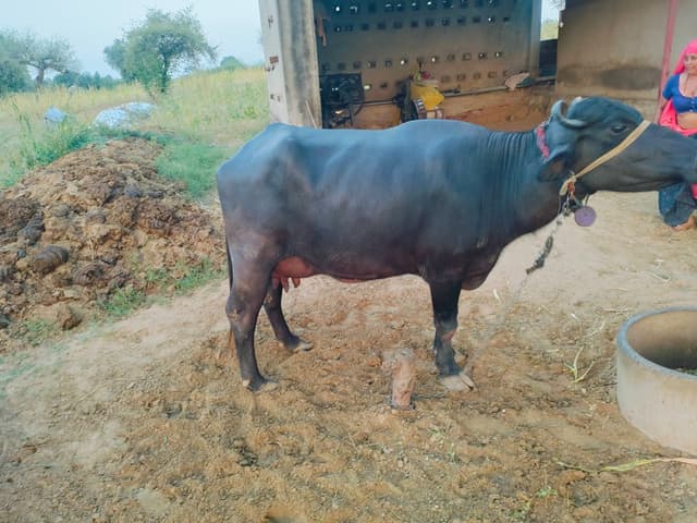 भैंस (Buffalo) - Murra - दूसरा ब्यात - 13L लीटर/दिन