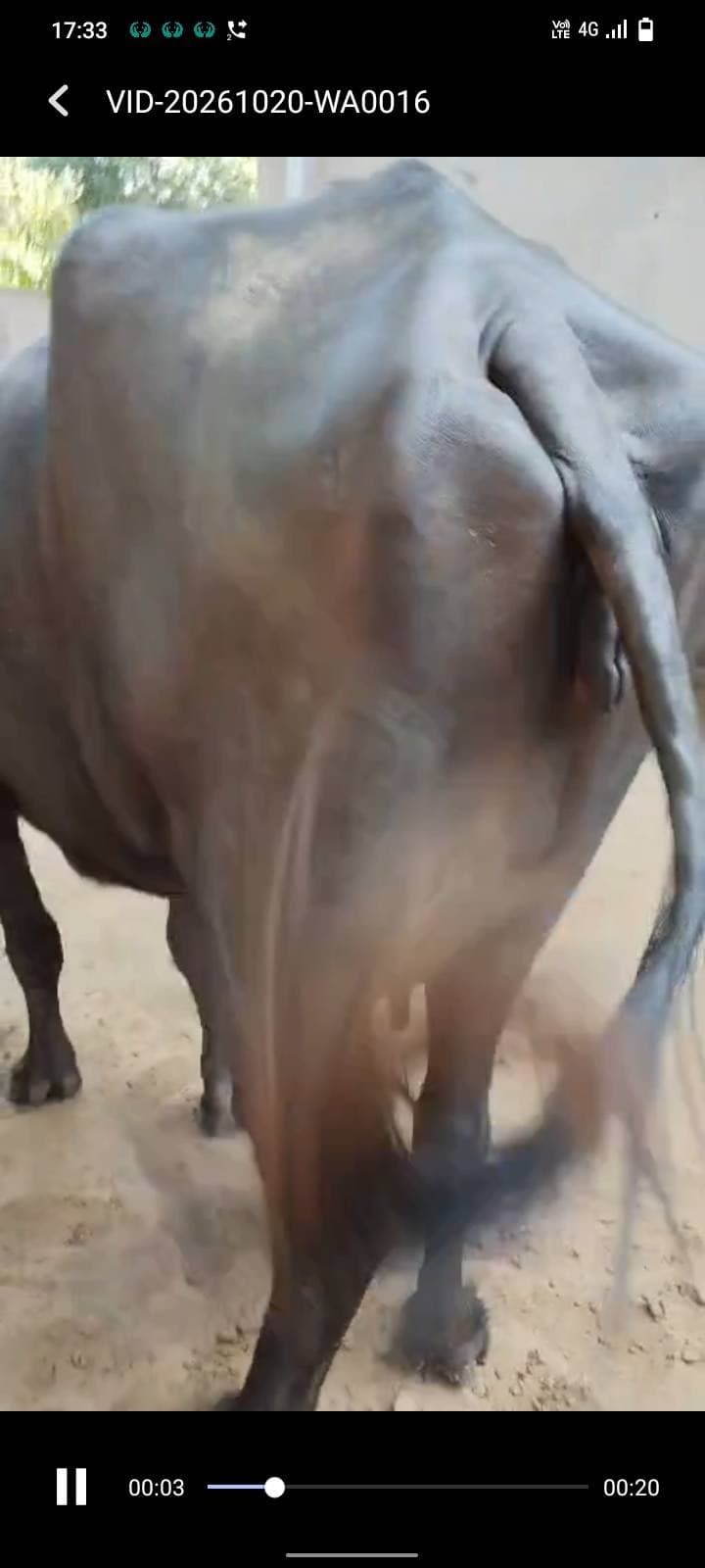 Buffalo - Mura cross - दूसरा ब्यात - 6L लीटर/दिन