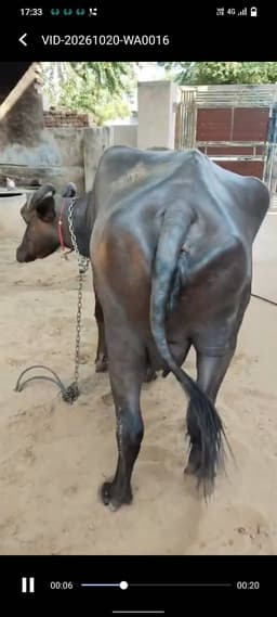 Buffalo - Mura cross - दूसरा ब्यात - 6L लीटर/दिन