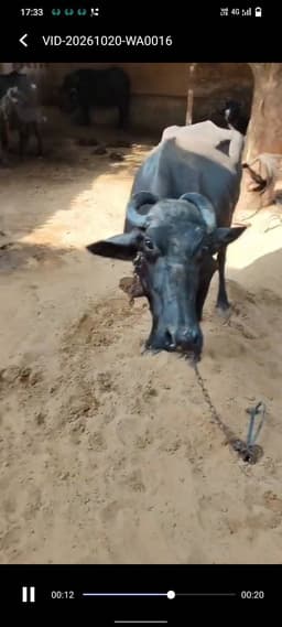 Buffalo - Mura cross - दूसरा ब्यात - 6L लीटर/दिन