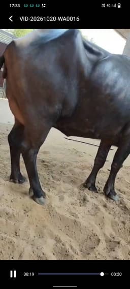 Buffalo - Mura cross - दूसरा ब्यात - 6L लीटर/दिन