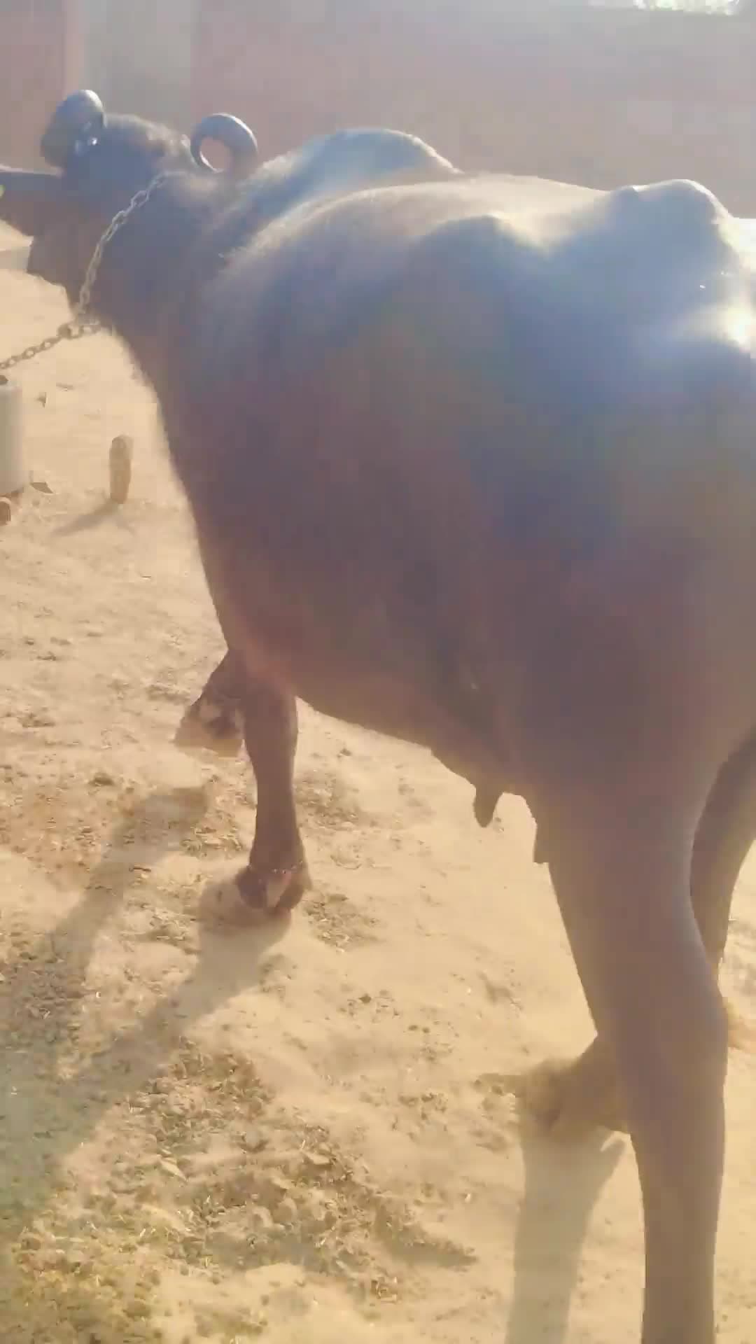 MURRAH CROSS BUFFALO - दूसरा ब्यात - 12L लीटर/दिन